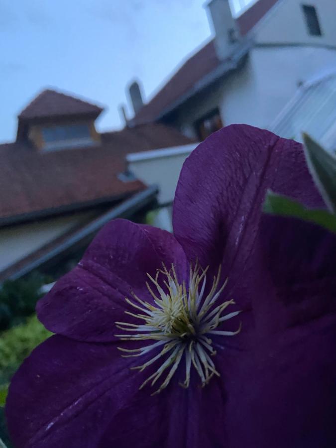 Oberwoelz Stadt Gasthof Zum Mohrn מראה חיצוני תמונה